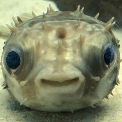 雅やかなフグさんのプロフィール画像