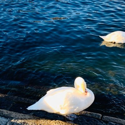 ener_l's profile picture. 