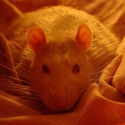 Data Science, Data Analysis, Data Viz, Python & R