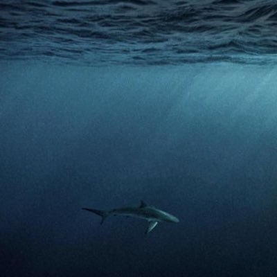 YannChsz's profile picture. 