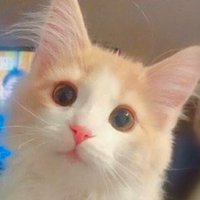 にゃんちゅう (@feat_b) Twitter profile photo