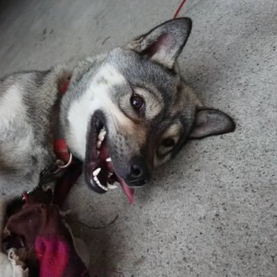 hazard90730368's profile picture. ゲーム垢ですがそれ以外も呟きます。 無言フォローお許しくださいm(_ _)m、MHW:IBとAPEXやってます！モンハン一緒に行ってくれる方募集中です😊