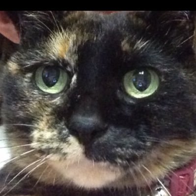 道産猫 なんというか ドラゴンみたいな寝方をするチャーです笑 寝てる猫 おひるねねこ お昼寝 ドラゴン 気持ちよさそう 幸せそう 幸せそうで何より かわいい 単純に可愛い すき T Co Vosrvsw2rc