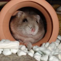 カラスは可愛いのですよ? (@zephyrus_26) 's Twitter Profile
