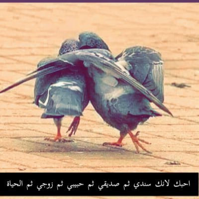 نجاح الروقي njo.fa Profile