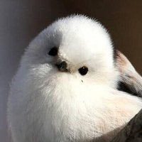 johnseeme (@dongi35) 's Twitter Profile
