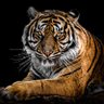DianeWa63394874's profile picture. Christian, Married, Retired RN, MAGA, No DM