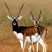 Warriors4Wildlife_ASIA™ 🌐🐾 (@w4w_asia) 's Twitter Profile Photo Warriors4Wildlife_ASIA™ 🌐🐾 (@w4w_asia) 's Twitter Profile Photo
