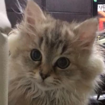 2019.9.8うまれ雌のチンチラゴールデンのペルシャ猫飼うことにした。 名前はさくら🌸タッキー大好き💕 #猫のいる暮らし #cat #猫好き #ねこ #ネコ #可愛い