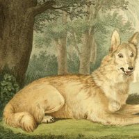 Gaelic Wolves ๐บ (@gaelic_wolves) 's Twitter Profile