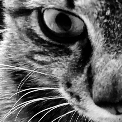 sono il gatto sovranista del RISOLUTORE 😻😽