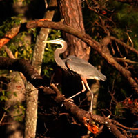 Working to improve the quality of life and the environment for our community around the Indian River in Chesapeake, Virginia.