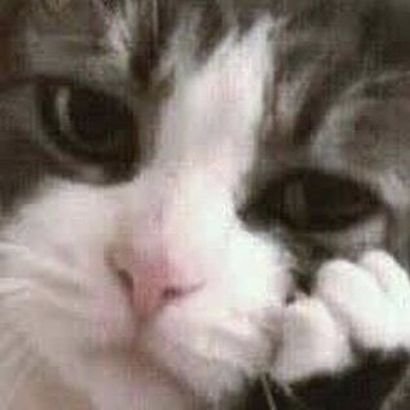 mikuy0s's profile picture. 27                 

AFD macht Dumm