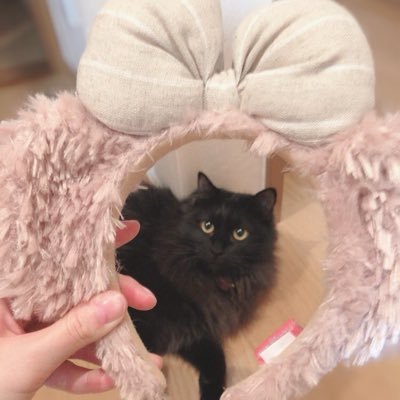 おのねこ@ゲーム垢さんのプロフィール画像