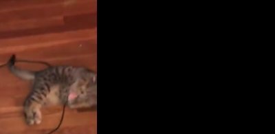 Kittenc09595128's profile picture. Cats