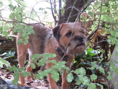 I'm a Border Terrier. I like chasing rabbits, snuggling up to my human on a wet day and long walks in the New Zealand bush.