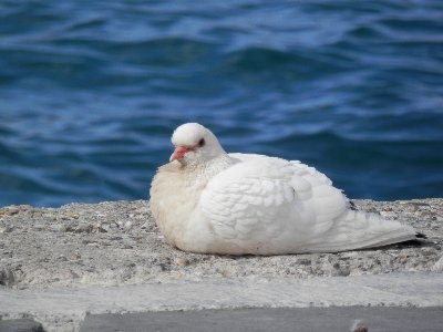 AlibiNikos's profile picture. 