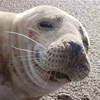 notthecatsname's profile picture. 