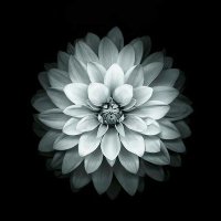 ❁.₳αѕнιk.❁ (@k20571607) 's Twitter Profile
