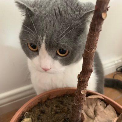 LJ78269458's profile picture. 