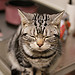 momo_hei's profile picture. 猫とボードゲームと謎解きが好き。最近は自由時間が作れるようになったので観劇趣味も復活。バレエ、ミュージカル、時々2.5次元を見てます。