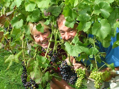 Wij hebben een wijngaard in Havelte en Produceren Drentse wijn