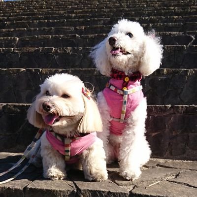 Aki Moka Sora バーンをしてたらセクシー犬に ペキックス ミックス犬 トイプードル 犬好きさんと繋がりたい セクシー犬 バーン