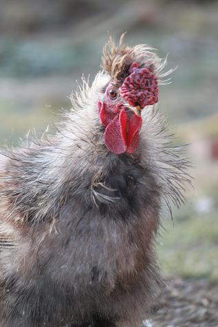 cropredychicken's profile picture. NEW UK company specialising in sticky notes & other items with images of chickens on. New project! Just 'hatching out' ideas. http://t.co/OT0zIbCGio