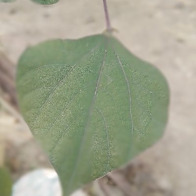 mohon04646008's profile picture. Student