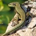 Le Lézard (@Un_Lezard) Twitter profile photo Le Lézard (@Un_Lezard) Twitter profile photo