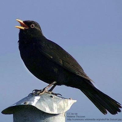 amseltier's profile picture. 