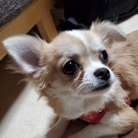 こ💙む💙ぎ💙🍡 (@komugi623) Twitter profile photo