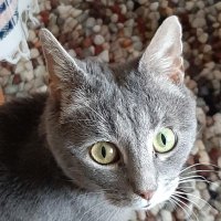🌥🌈Angel Bramble 🌈🌥, Hazel and Laurel (@iambramblecat) 's Twitter Profile