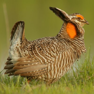 Enjoying the beauty of this world.  And yes, that's an endangered Texas Attwater's Prairie chicken.