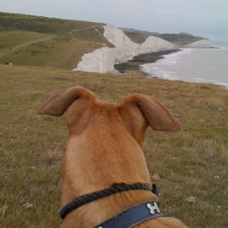 Racing, Wednesday, lurchers, golf.