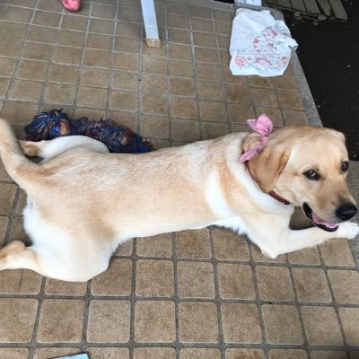 寝オッティー犬 Ken Finelife Ken Twitter