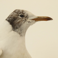 Northeast England Beached Bird Surveys(@NEBBS11) 's Twitter Profile Photo