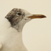 Northeast England Beached Bird Surveys (@NEBBS11) Twitter profile photo