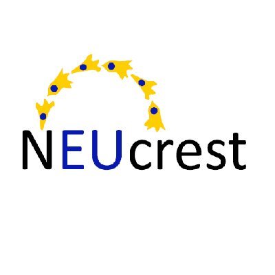 We are the @EU_H2020 🇪🇺 funded ITN for young researchers of Neural Crest & Neurocristopathies 
Any released tweets reflect only the views of the project owner