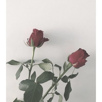 __jt178's profile picture. 取引用 25↑ 関東在住 決まり次第ツイート削除致します