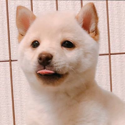 娘のまめた🐶の日常をお届けします。