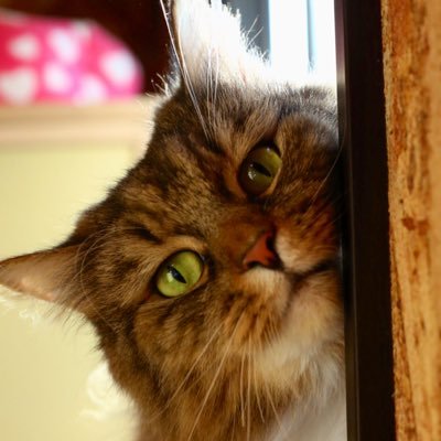福ねこハウスさんのプロフィール画像