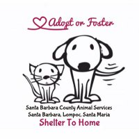adopt.sbcas.animals (@adopt_sbcas_pet) 's Twitter Profile