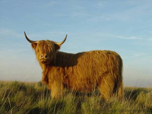 Hello I'm Jaz, a Highland cow living in Hellifield in Yorkshire on a farm surrounded by all of my friends! Check out the website that Farmer Robert has created!