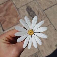 maluagf2's profile picture. IDE.