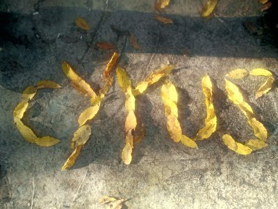 cyrusramezani11's profile picture. persia