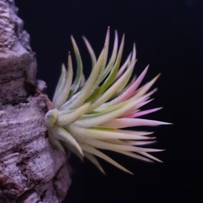 O Xrhsths かたより 1 18 メキシコ 自生地訪問 Sto Twitter Tillandsia Ionantha Rubra 開花しました 花の色がめっちゃ濃い ティランジア Tillandsia エアプランツ Airplants ブロメリア Bromelia イオナンタ Ionantha イオナンタルブラ