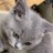 cat88883's profile image