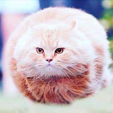 sofaOuo's profile picture. Hi