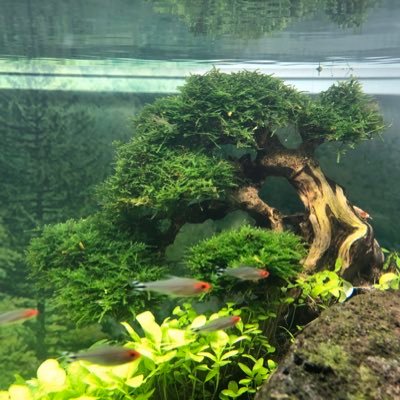 Aquaworld アクアリウム 盆栽流木プレミアムモスsp活着 10 000 フリマアプリ メルカリ で販売中 T Co Oswxfp4vte Twitter Aquaworld アクアリウム 盆栽流木プレミアムモスsp活着 10 000 フリマアプリ メルカリ で販売中 T Co Oswxfp4vte Twitter